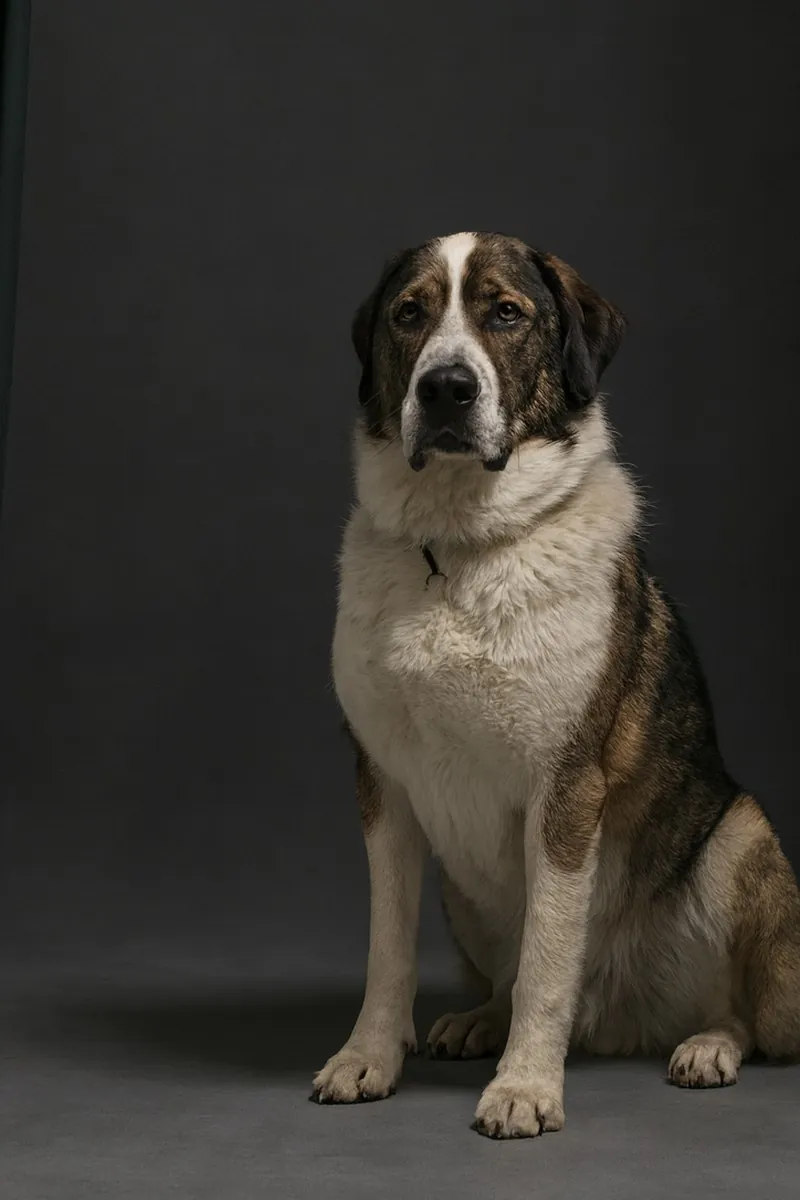Firmenhund Balu, ein Alabai, sitzt vor dunklem Hintergrund